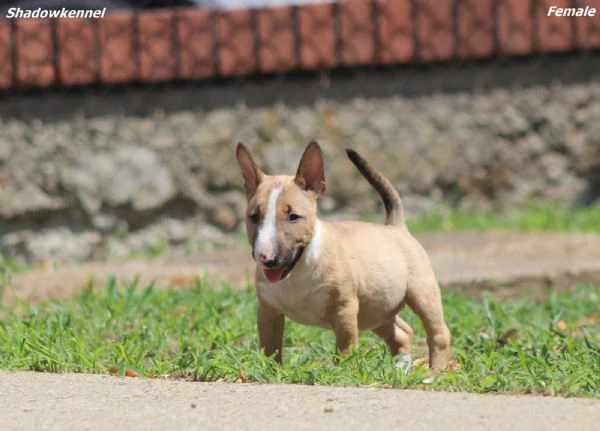 mini bull terrier – bellissimi cuccioli | Foto 1
