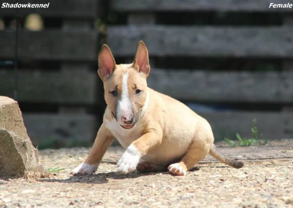mini bull terrier – bellissimi cuccioli | Foto 0
