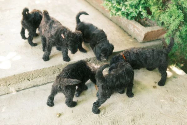 cuccioli di barboncino reale | Foto 5