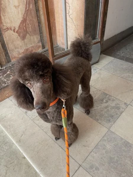 cuccioli di barboncino reale | Foto 4