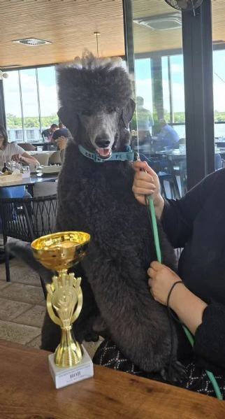 cuccioli di barboncino reale | Foto 3