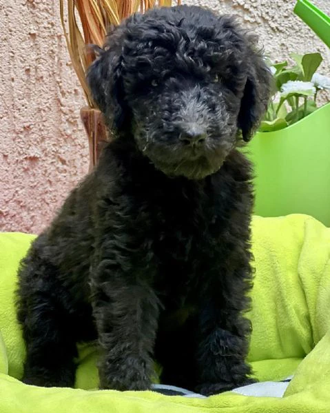 cuccioli di barboncino reale | Foto 2