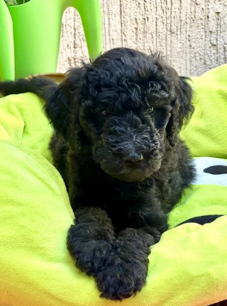 cuccioli di barboncino reale | Foto 1