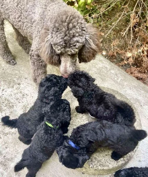 cuccioli di barboncino reale | Foto 0