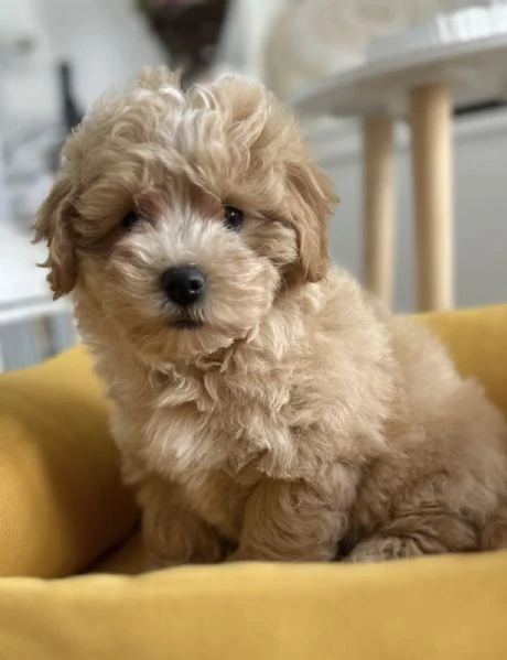 cuccioli di maltipoo di genetica superiore | Foto 5