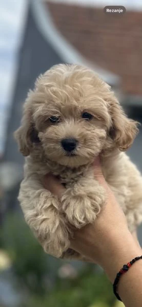 cuccioli di maltipoo di genetica superiore | Foto 2