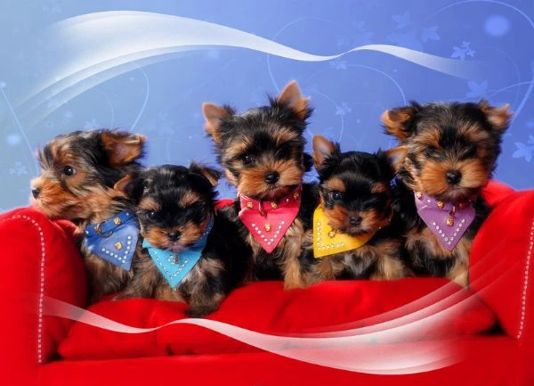 cuccioli di yorkshire terrier in miniatura in regalo