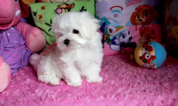 cuccioli di maltese bichon in vendita gratuitamente /