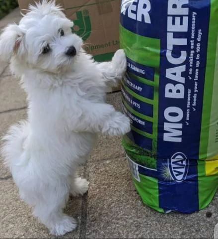 cuccioli di maltese bichon in vendita gratuitamente / | Foto 0