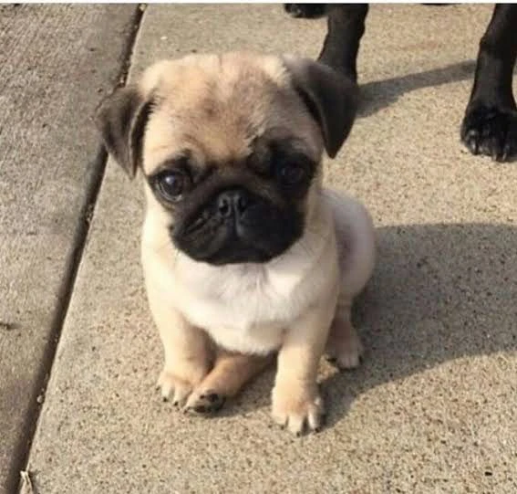 cuccioli di carlino grigio disponibili per un regalo a un buon prezzo. | Foto 0