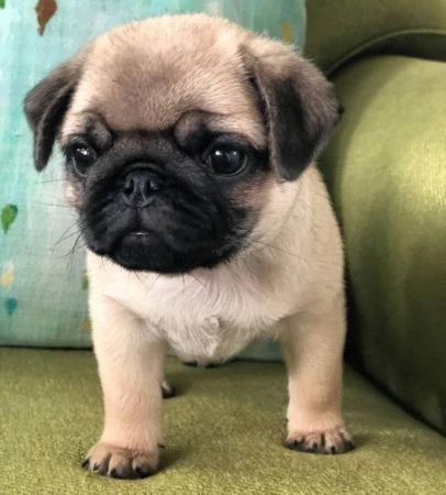 cuccioli di carlino grigio disponibili per un regalo a un buon prezzo.