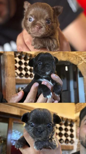 cucciole di chihuahua in vendita