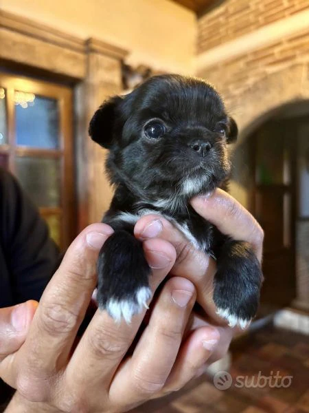 cucciole di chihuahua in vendita | Foto 3