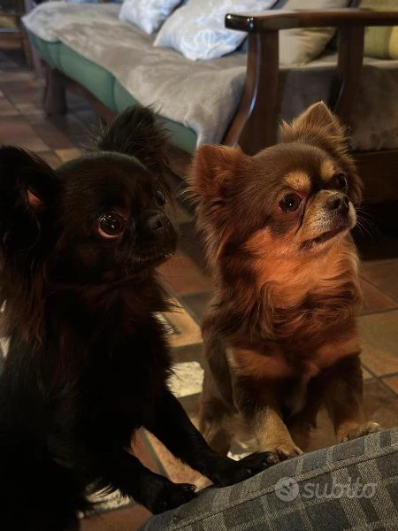 cucciole di chihuahua in vendita | Foto 2