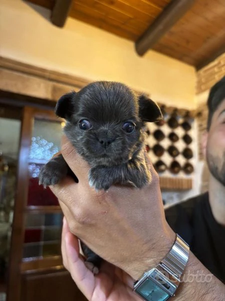 cucciole di chihuahua in vendita | Foto 1