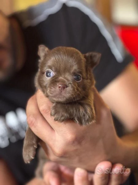 cucciole di chihuahua in vendita | Foto 0