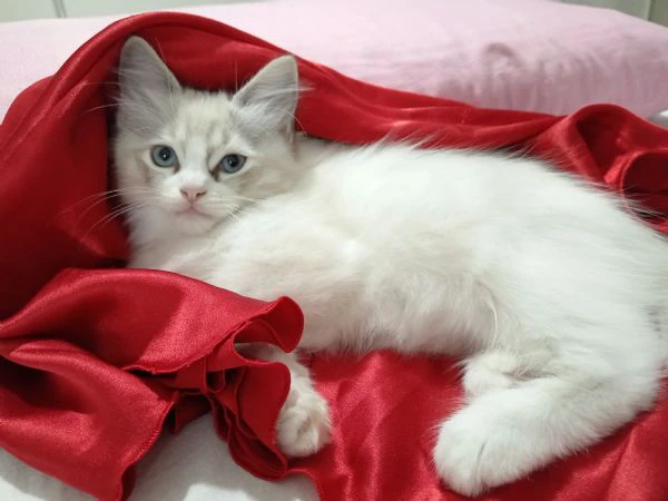 ragdoll cucciolo meraviglioso roma  | Foto 1