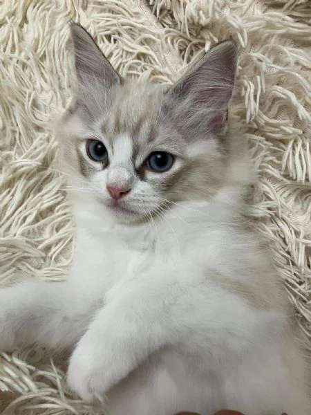 ragdoll cucciolo meraviglioso roma  | Foto 0
