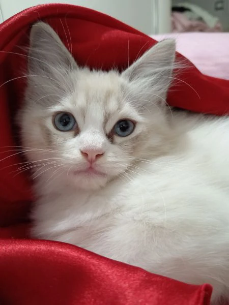 ragdoll cucciolo meraviglioso roma 