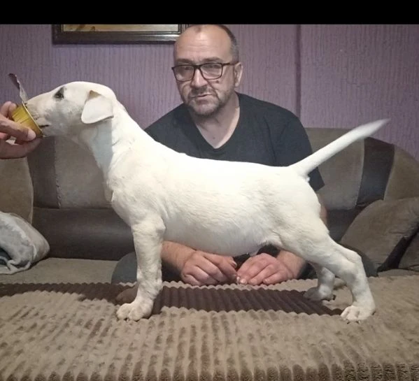 cuccioli di bull terrier | Foto 4