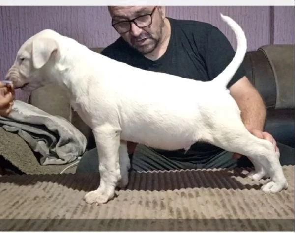 cuccioli di bull terrier | Foto 3