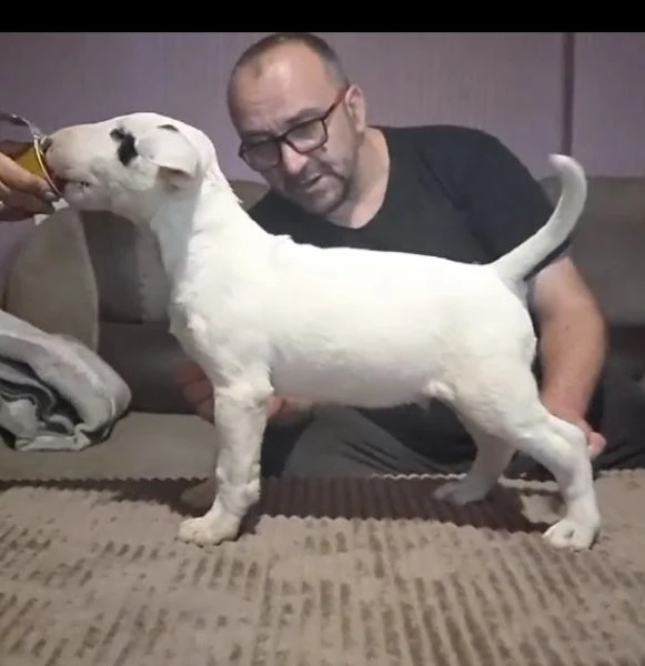 cuccioli di bull terrier