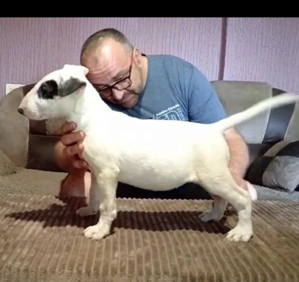 cuccioli di bull terrier | Foto 0