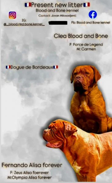 cuccioli di dogue de bordeaux