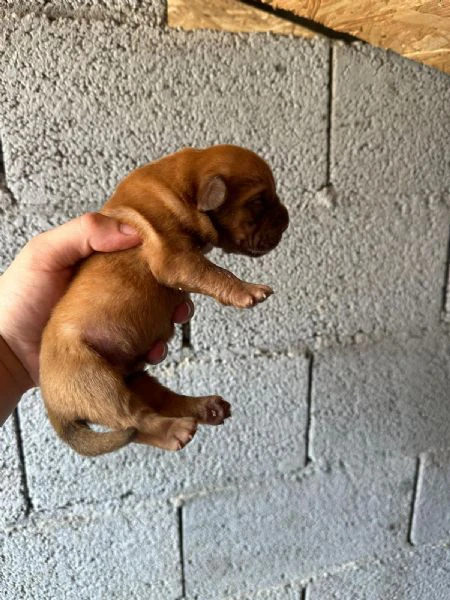 cuccioli di dogue de bordeaux | Foto 1