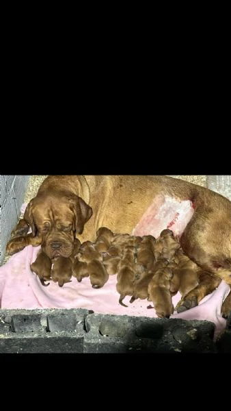 cuccioli di dogue de bordeaux | Foto 0