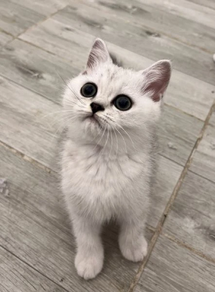 gattini scozzesi | Foto 6