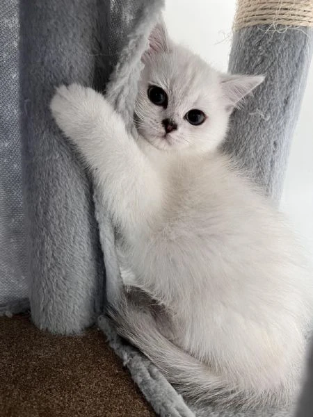 gattini scozzesi | Foto 5