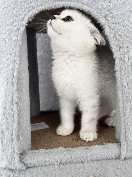 gattini scozzesi | Foto 4