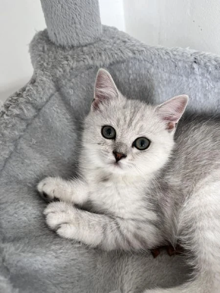 gattini scozzesi | Foto 3
