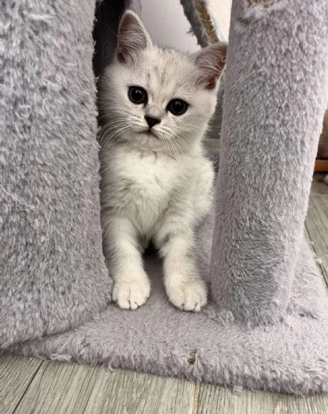 gattini scozzesi | Foto 1