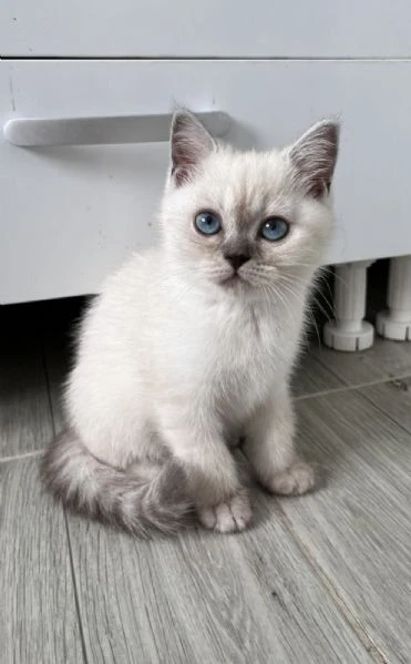 gattini scozzesi | Foto 0