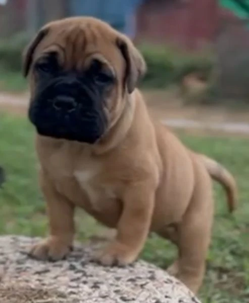cuccioli bullmastiff  | Foto 6