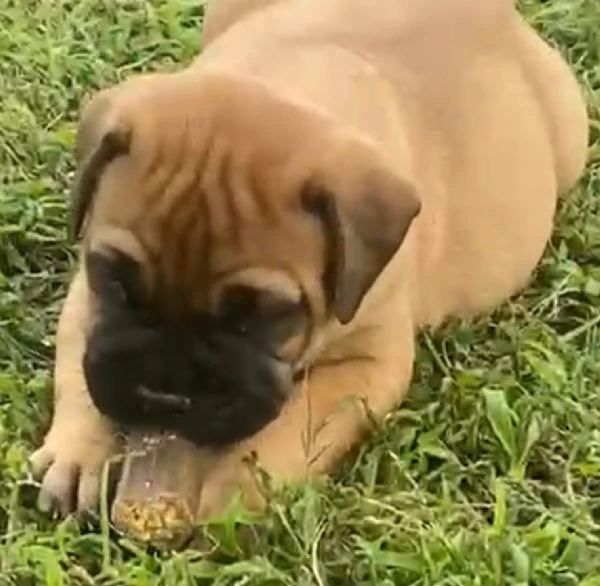 cuccioli bullmastiff 