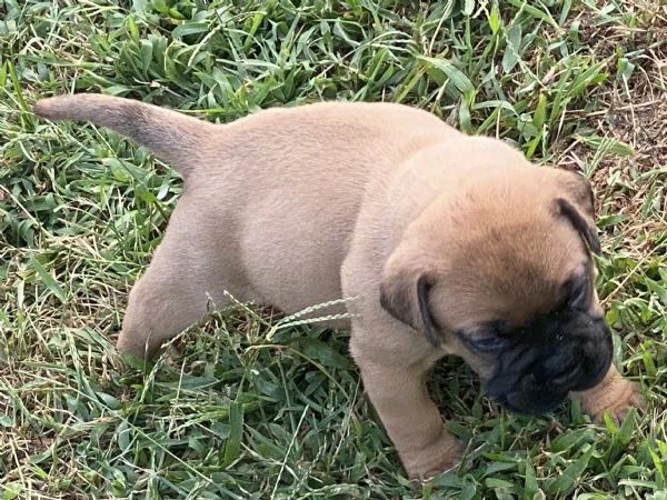 cuccioli bullmastiff  | Foto 5