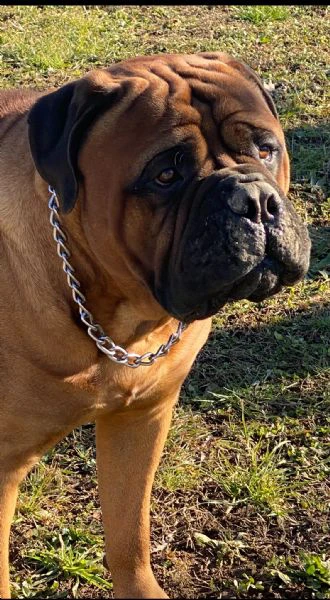 cuccioli bullmastiff  | Foto 4