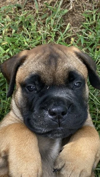cuccioli bullmastiff  | Foto 5