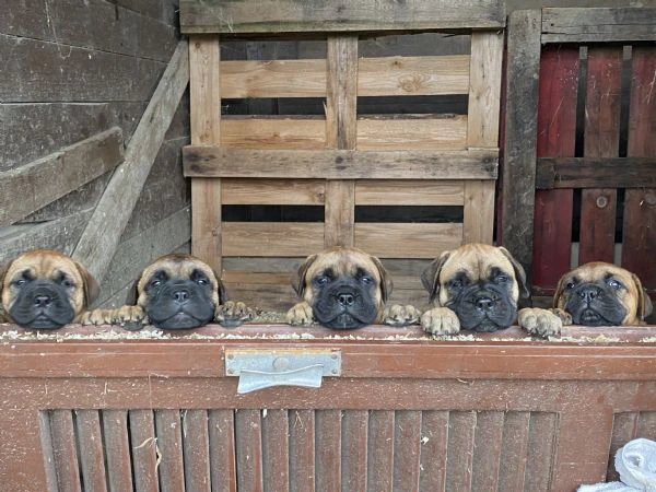 cuccioli bullmastiff  | Foto 4