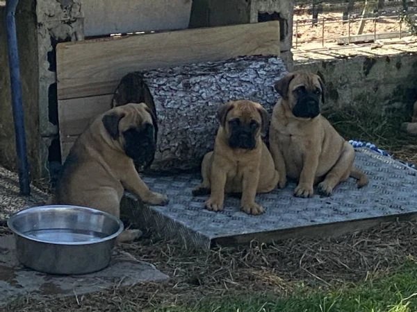 cuccioli bullmastiff  | Foto 3
