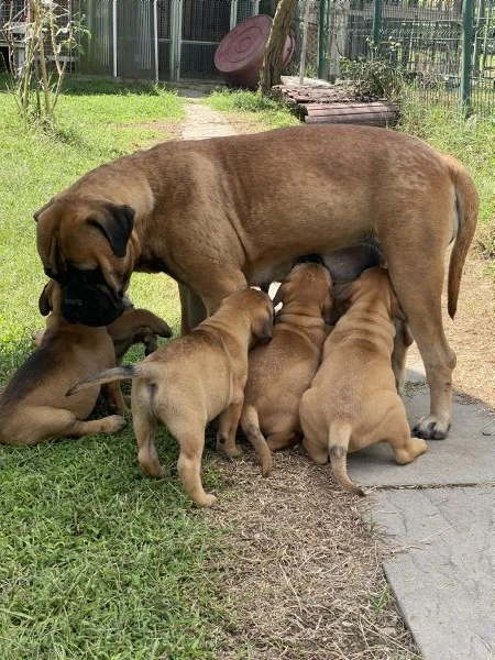 cuccioli bullmastiff 