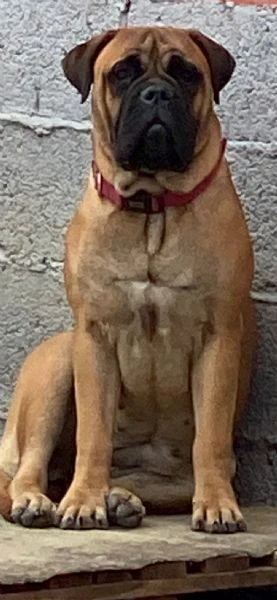 cuccioli bullmastiff  | Foto 3