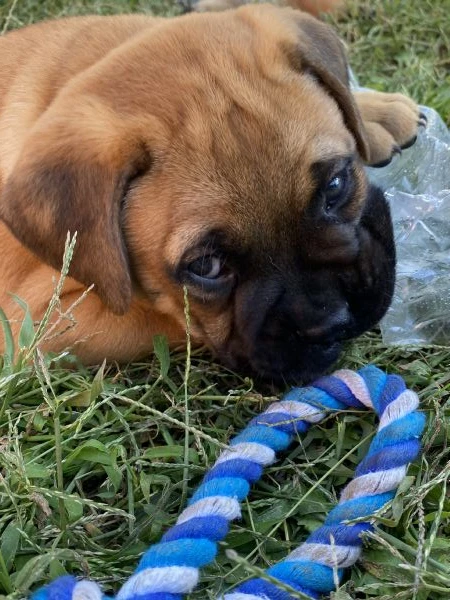 cuccioli bullmastiff  | Foto 1