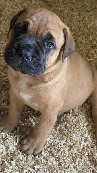 cuccioli bullmastiff  | Foto 0