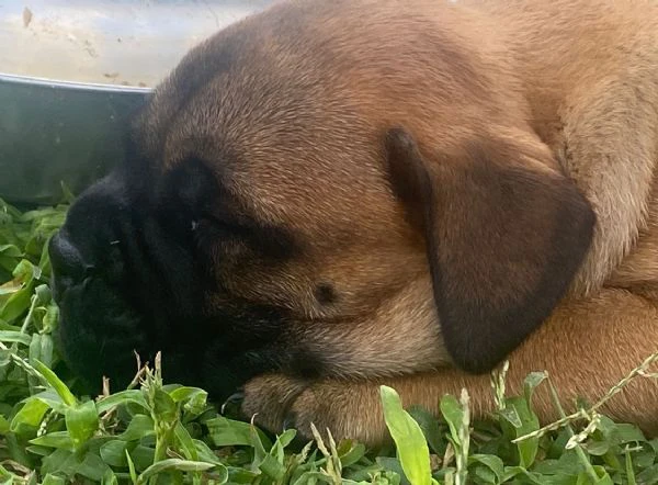 cuccioli bullmastiff  | Foto 2