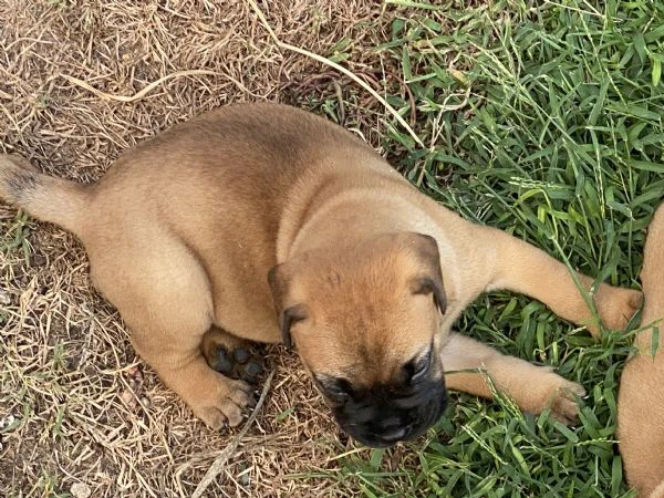 cuccioli bullmastiff  | Foto 1