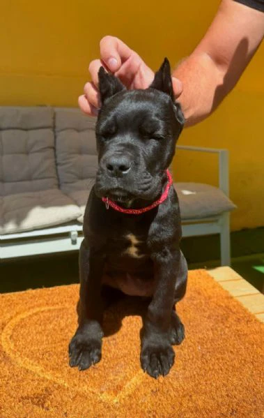cane corso bellissimi cuccioli | Foto 6